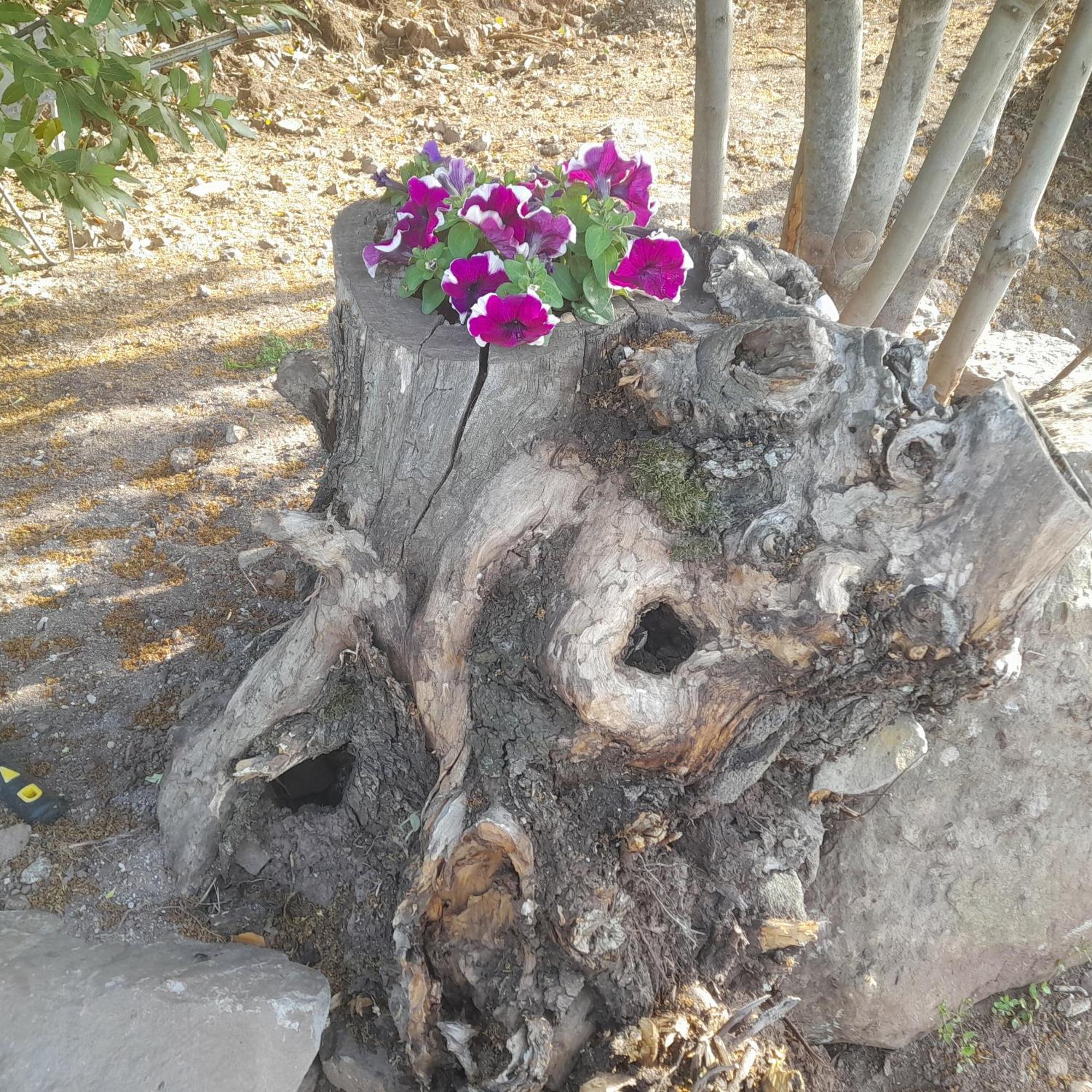 B&B Bella Vista Dorgali Buitenkant foto