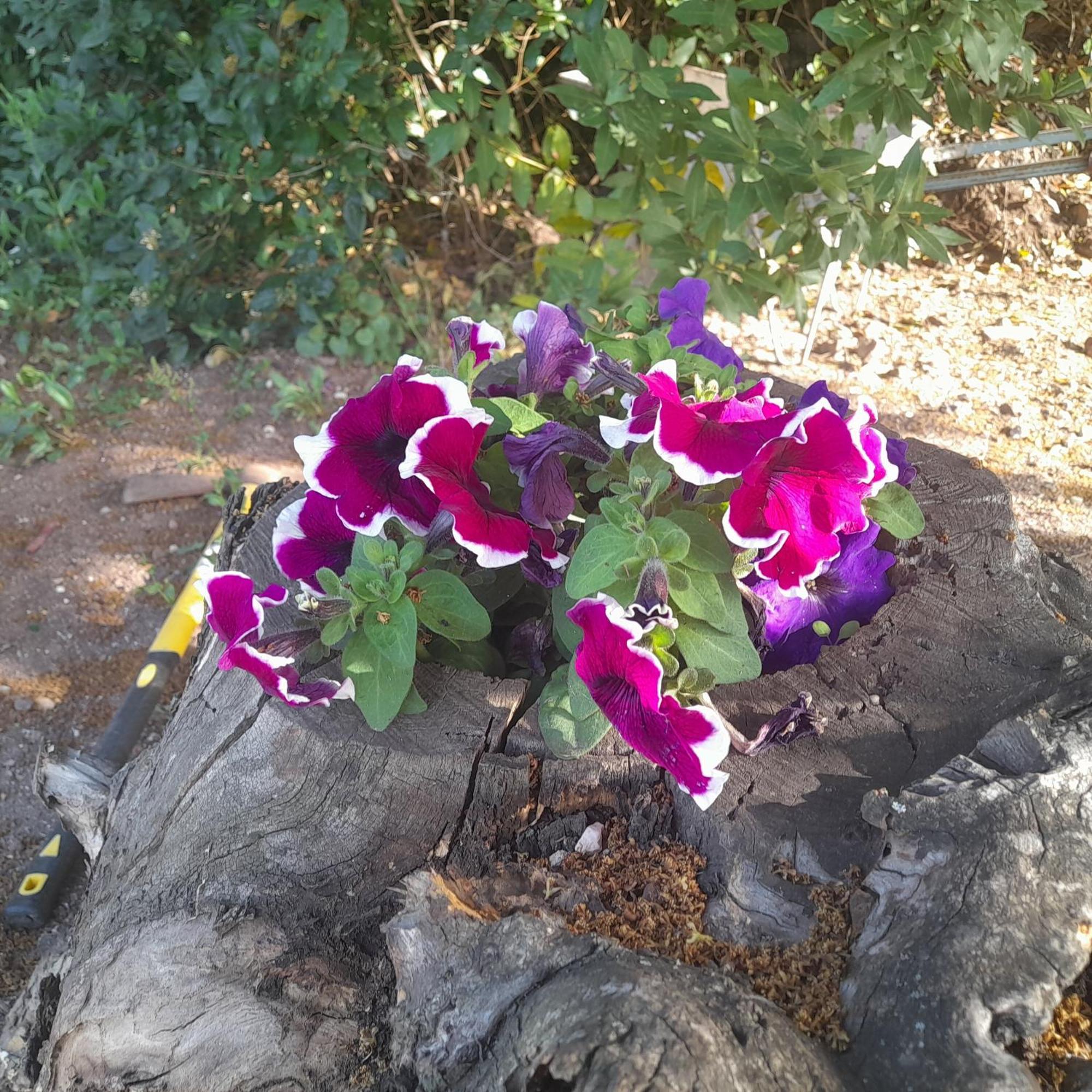 B&B Bella Vista Dorgali Buitenkant foto
